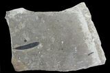 Cretaceous Fossil Leaf - Lebanon Marine Deposits #70500-1